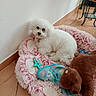 dog, white_dog, small_dog, fluffy, curly_fur, pet, animal, lying_down, dog_bed, pink, plush_toys, teddy_bear, toy, indoor, home, tile_floor, wall, cozy, collar, portrait