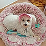 Tina a rejoint le concours — aidez-le/la à gagner de superbes lots ! dog, white_dog, small_dog, fluffy, curly_fur, pet, portrait, sitting, lying_down, pink_bonnet, pink_bed, pet_bed, toy, chew_toy, blanket, indoor, tile_floor, cozy, cute, looking_at_camera