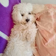 Tina a rejoint le concours — aidez-le/la à gagner de superbes lots ! dog, fluffy, white, blanket, purple, pink, pet, lying_down, cozy, fur, indoor, resting, cute, animal, canine, companion, soft, relaxed, bed, comfort