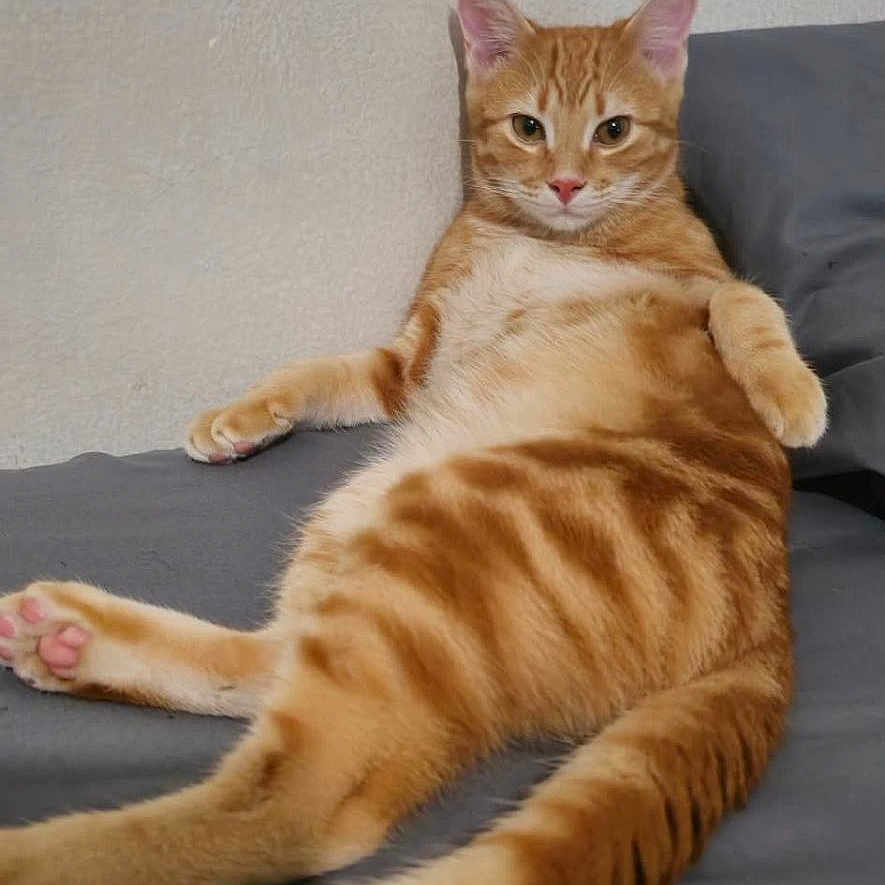 Flavio joined the competition — help win amazing prizes! cat, ginger_cat, tabby, pet, animal, feline, indoor, couch, relaxed, lying_down, orange, striped, fur, whiskers, ears, tail, paw, cute, looking_at_camera, domestic_cat