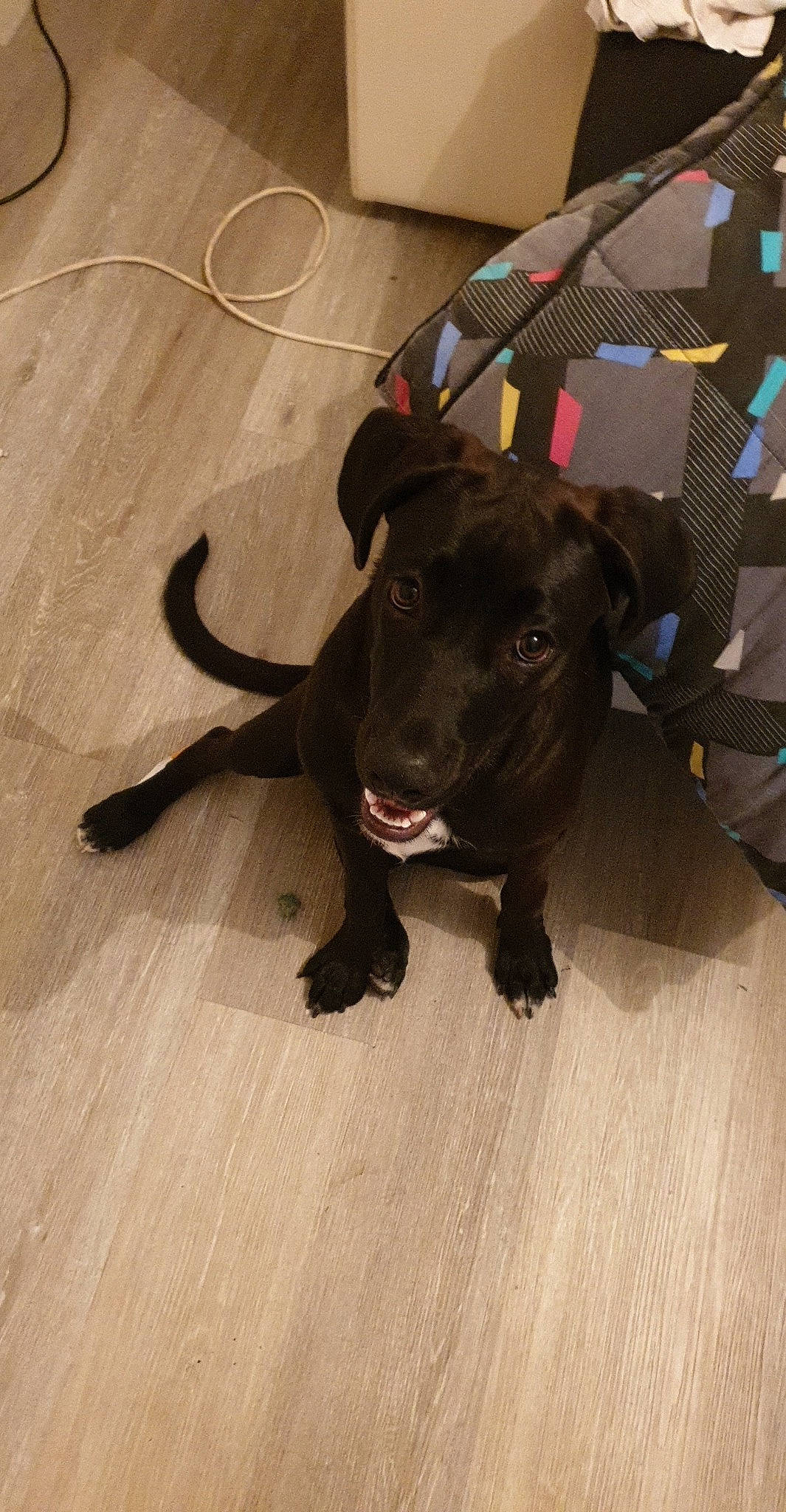 Naya participe au concours pour gagner de l'argent avec cette photo : american_pit_bull_terrier, bandog, canidae, carnivore, dog, dog_breed, fawn, mammal, non_sporting_group, pit_bull, puppy, snout, sporting_group, staffordshire_bull_terrier, vertebrate