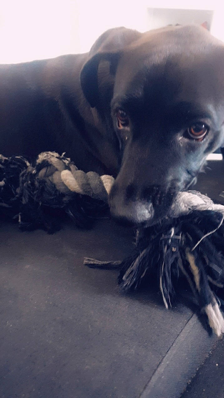 Naya participe au concours pour gagner de l'argent avec cette photo : canidae, carnivore, cloud, dog, dog_breed, fawn, labrador_retriever, nose, snout, sporting_group