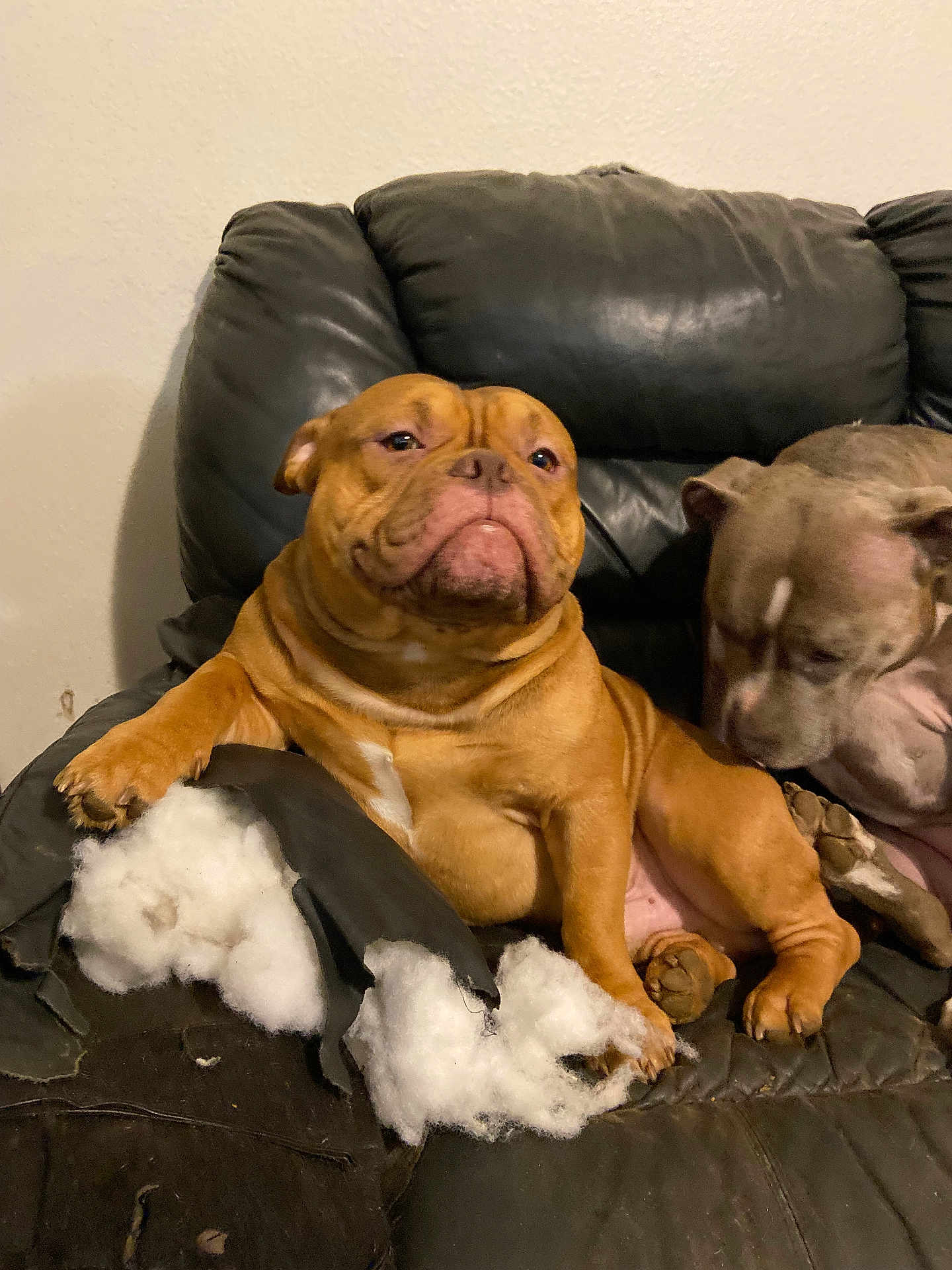 Boogie joined the competition — help win amazing prizes! dog, couch, leather, stuffing, torn, brown_dog, gray_dog, indoor, pet, puppy, sniffing, relaxed, closeup, fur, paw, nose, animal, mischievous, destroyed_furniture, household
