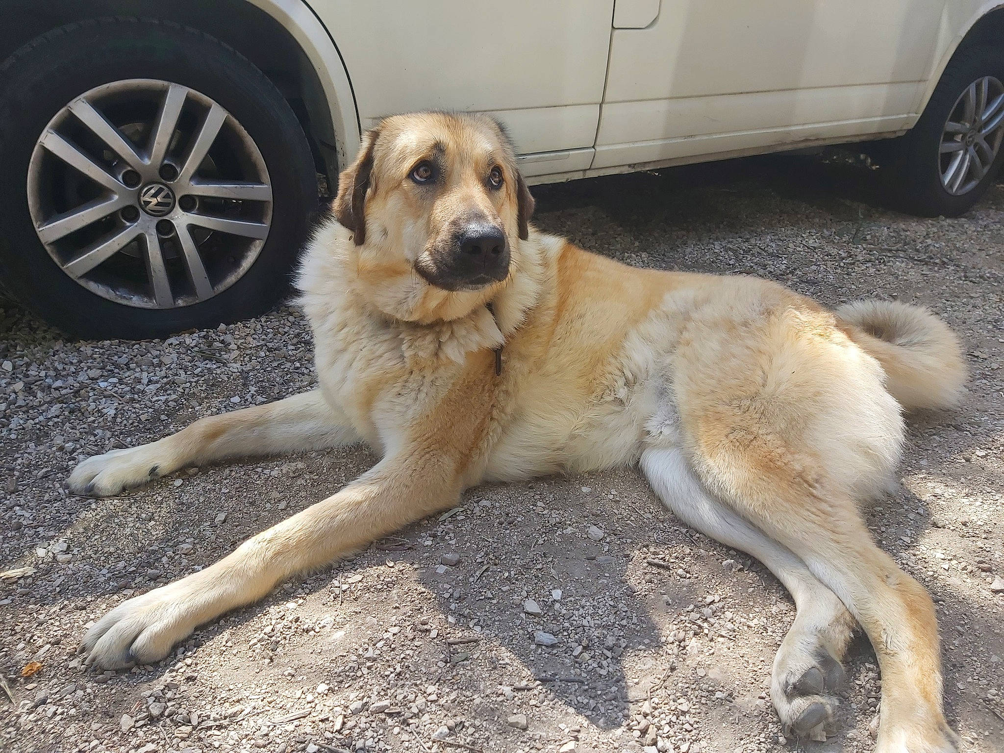 Spyke a rejoint le concours — aidez-le/la à gagner de superbes lots ! automotive_exterior, automotive_tire, car, carnivore, companion_dog, dog, dog_breed, door, fawn, fender, hubcap, mammal, road_surface, snout, sporting_group, tail, tire, vehicle, vehicle_door, wheel