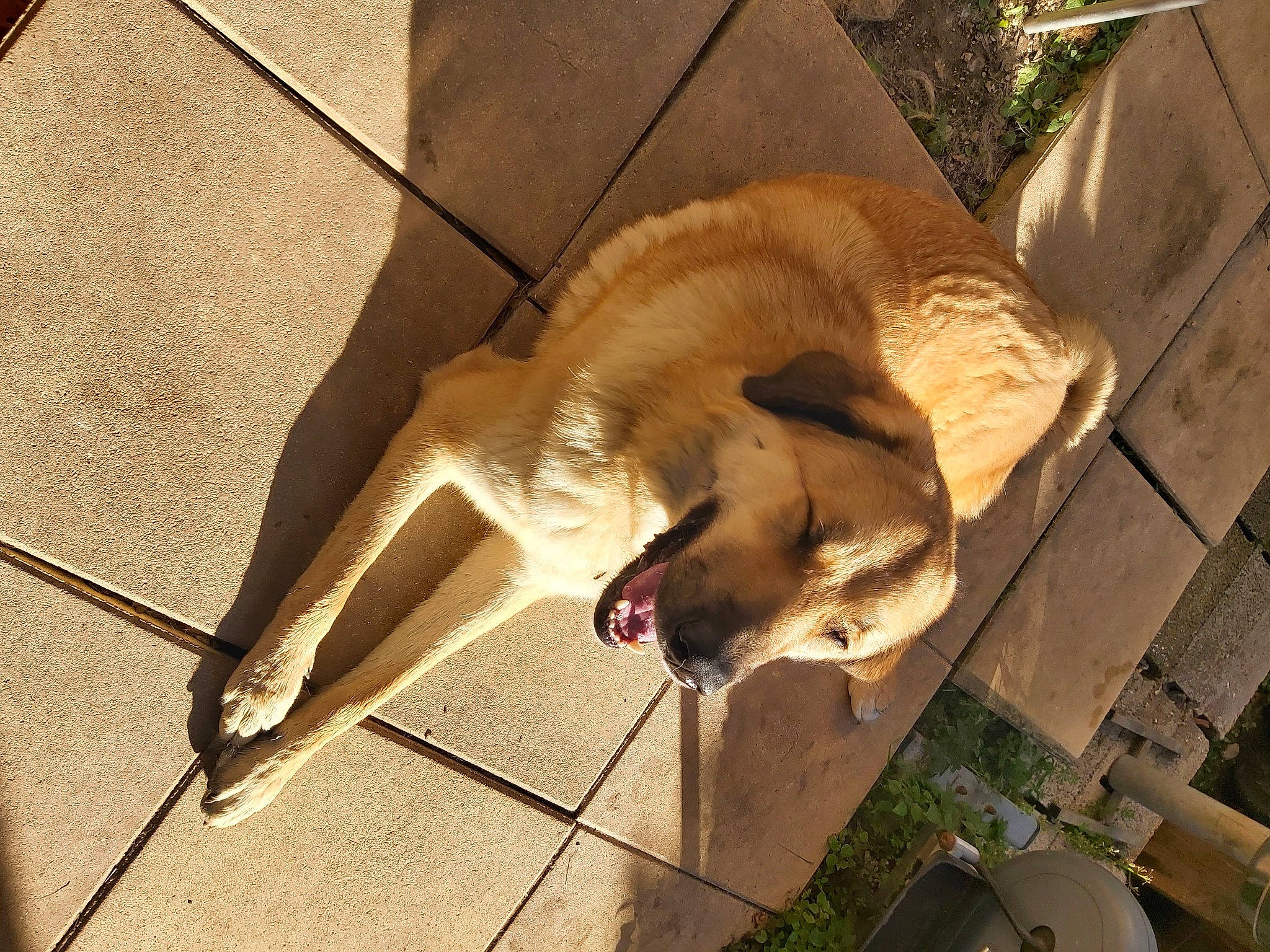 Spyke a rejoint le concours — aidez-le/la à gagner de superbes lots ! canidae, carnivore, companion_dog, dog, dog_breed, fawn, felidae, flooring, fur, paw, shadow, small_to_medium_sized_cats, snout, sporting_group, street_dog, tail, terrestrial_animal, wildlife, wood, working_animal