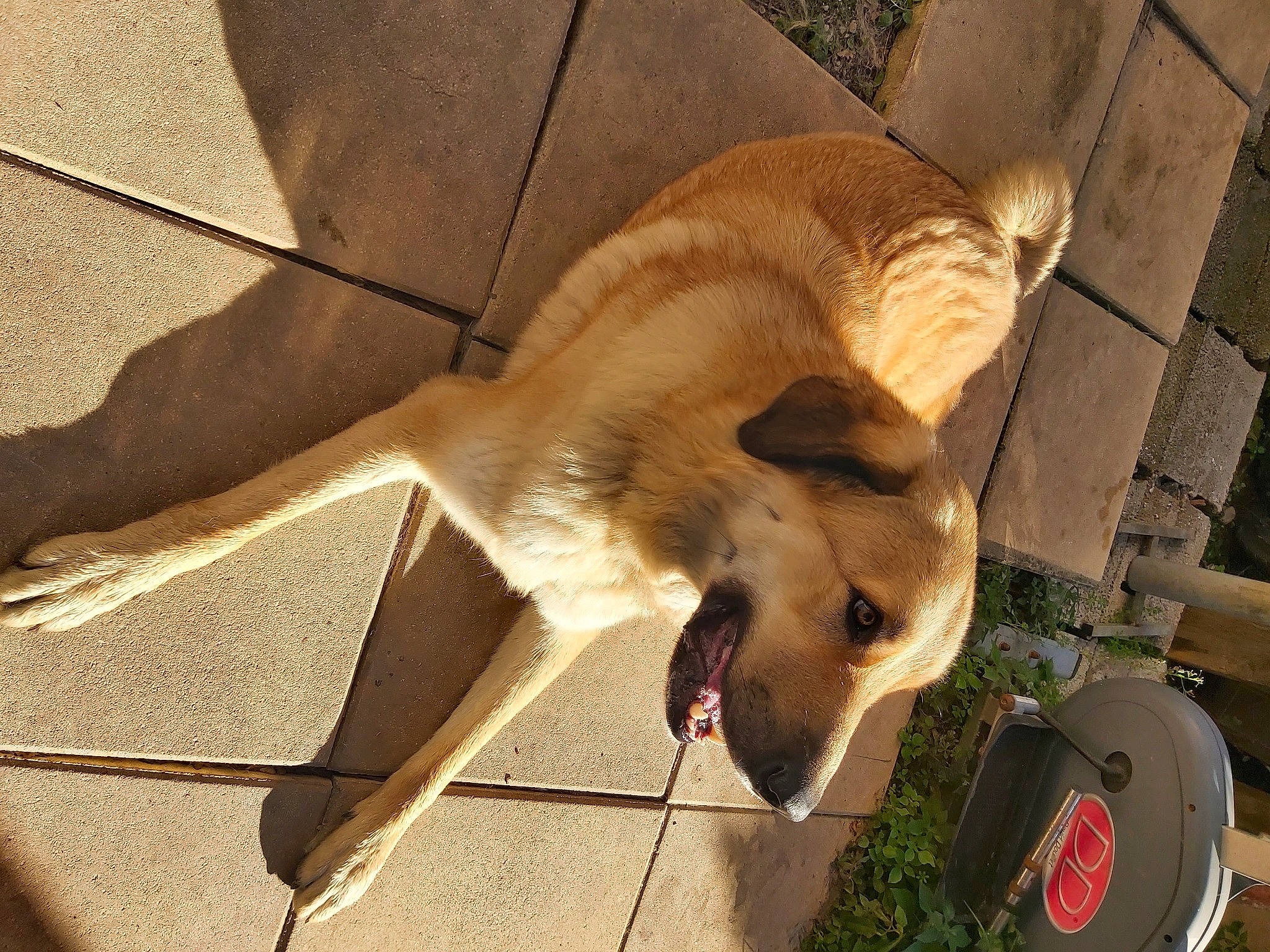 Spyke a rejoint le concours — aidez-le/la à gagner de superbes lots ! canidae, carnivore, claw, companion_dog, dog_breed, fawn, felidae, fur, paw, pet_supply, small_to_medium_sized_cats, snout, sporting_group, street_dog, tail, terrestrial_animal, whiskers, wildlife, wing, wood