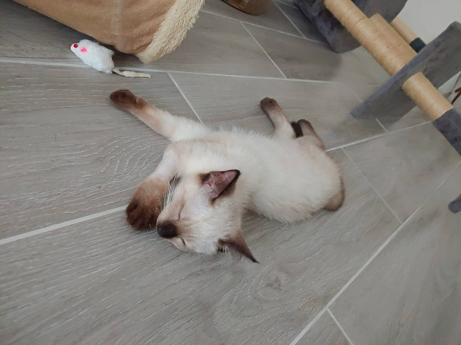 Bounty participe au concours pour gagner de l'argent avec cette photo : canidae, carnivore, cat, claw, companion_dog, dog_breed, felidae, floor, flooring, fur, hardwood, liver, non_sporting_group, paw, small_to_medium_sized_cats, sporting_group, tail, whiskers, wood, working_animal