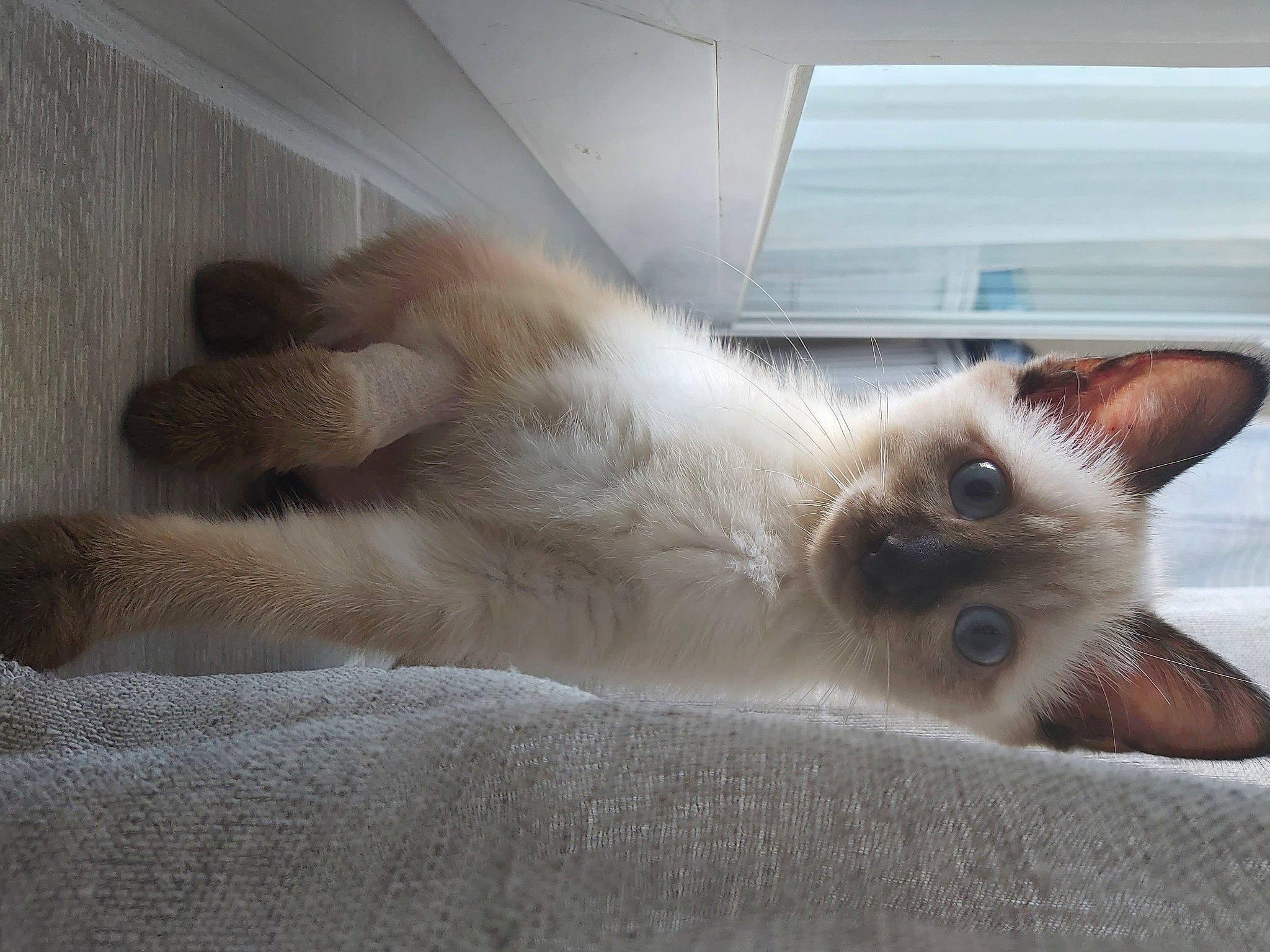 Bounty participe au concours pour gagner de l'argent avec cette photo : balinese, birman, carnivore, cat, claw, comfort, domestic_short_haired_cat, fawn, felidae, fur, paw, siamese, small_to_medium_sized_cats, snout, tail, terrestrial_animal, thai, whiskers