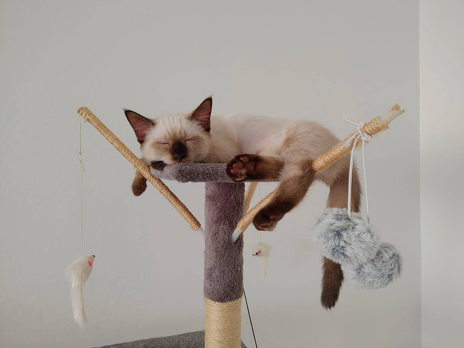 Bounty a rejoint le concours — aidez-le/la à gagner de superbes lots ! balinese, carnivore, cat, cat_bed, cat_supply, devon_rex, domestic_short_haired_cat, fawn, felidae, fur, paw, plant, siamese, small_to_medium_sized_cats, snout, tail, terrestrial_animal, twig, whiskers