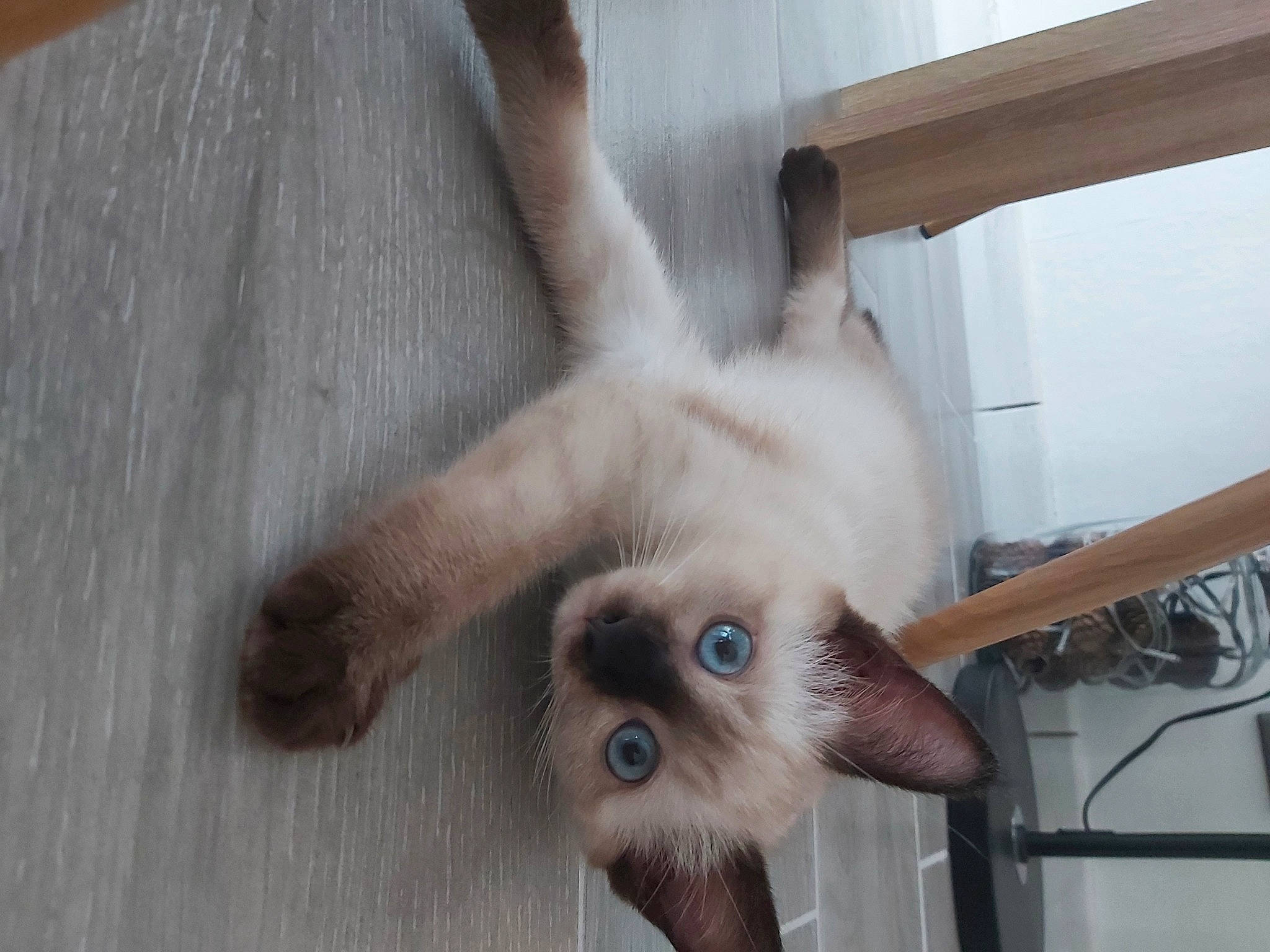 Bounty a rejoint le concours — aidez-le/la à gagner de superbes lots ! balinese, canidae, carnivore, cat, claw, companion_dog, dog_breed, domestic_short_haired_cat, fawn, felidae, fur, paw, siamese, small_to_medium_sized_cats, snout, tail, thai, tonkinese, whiskers, wing