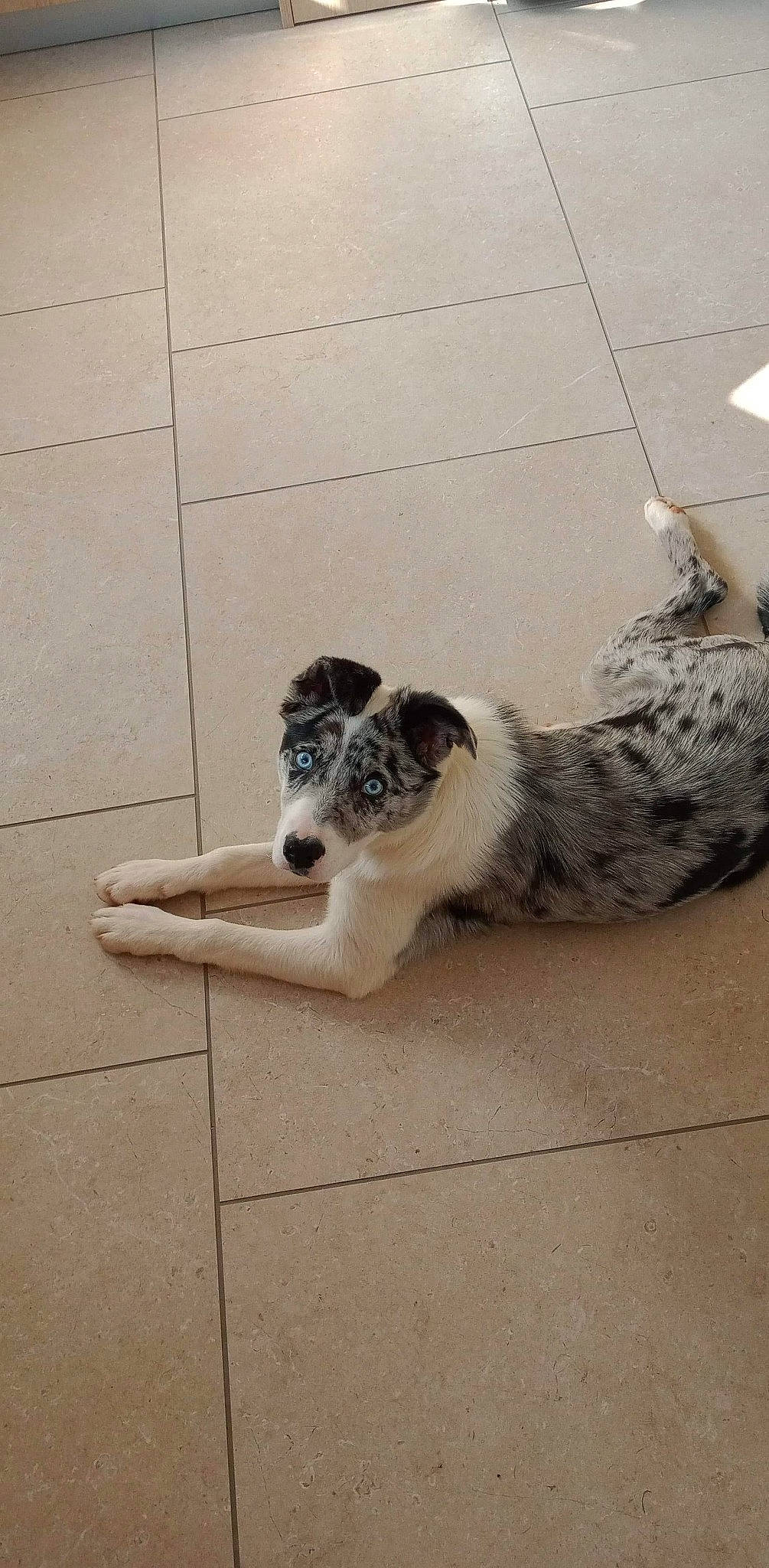 Coquin a rejoint le concours — aidez-le/la à gagner de superbes lots ! australian_cattle_dog, carnivore, companion_dog, dog, dog_breed, felidae, floor, flooring, foot, fur, herding_dog, human_leg, koolie, paw, road_surface, small_to_medium_sized_cats, street_dog, tail, terrestrial_animal, texas_heeler