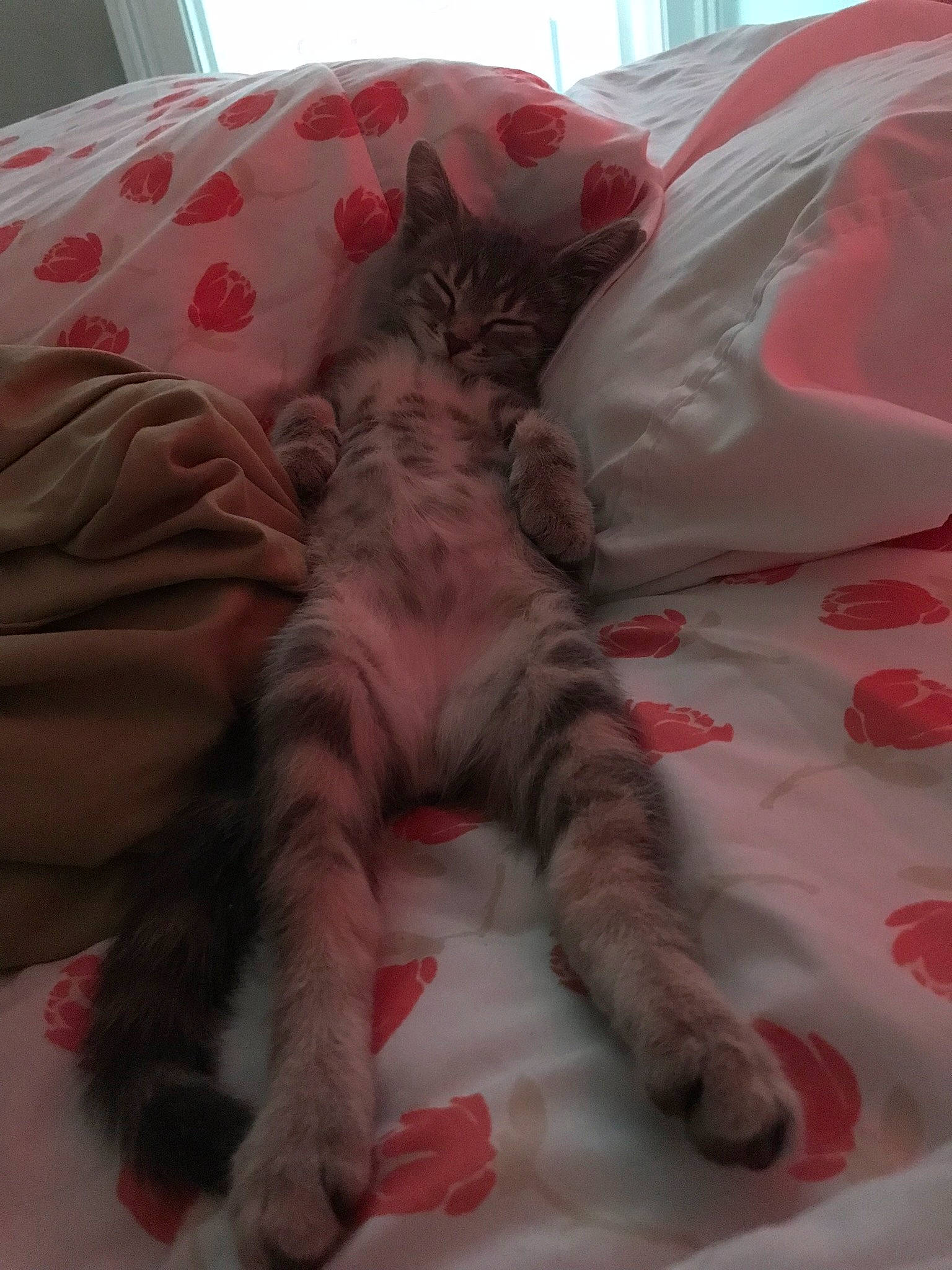 Alfredo is registered to the contest to win money with this photo: bed, bed_sheet, bedding, carnivore, cat, comfort, domestic_short_haired_cat, duvet, fawn, felidae, fur, linens, paw, pillow, pink, small_to_medium_sized_cats, snout, tail, textile, whiskers