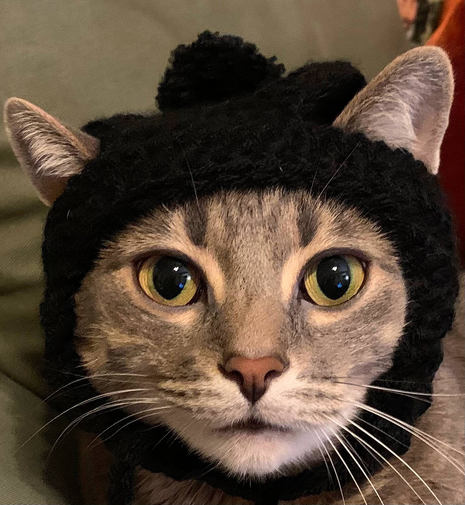 Alfredo joined the competition — help win amazing prizes! art, carnivore, cat, close_up, domestic_short_haired_cat, eye, felidae, fur, hair, hat, head, illustration, iris, painting, small_to_medium_sized_cats, snout, terrestrial_animal, visual_arts, whiskers, window