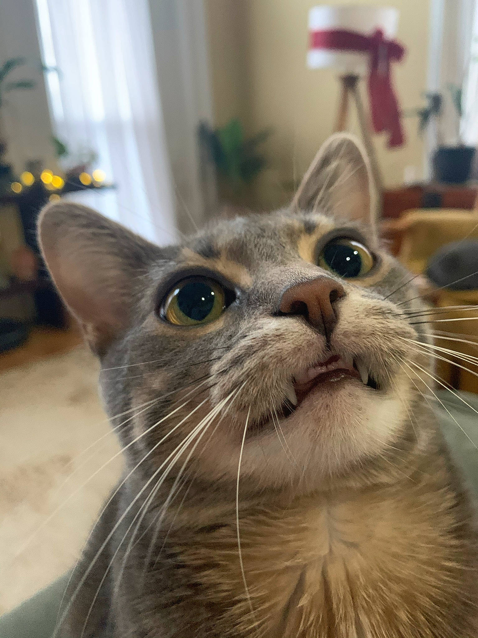 Alfredo joined the competition — help win amazing prizes! carnivore, cat, curtain, domestic_short_haired_cat, fawn, felidae, fur, houseplant, small_to_medium_sized_cats, snout, whiskers, window