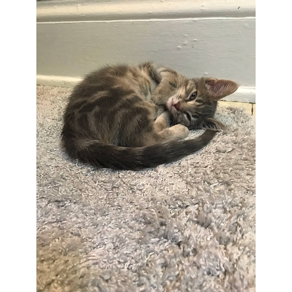 Alfredo is registered to the contest to win money with this photo: carnivore, cat, claw, comfort, domestic_short_haired_cat, felidae, flooring, fur, grey, nap, paw, road_surface, sitting, sleep, small_to_medium_sized_cats, tail, terrestrial_animal, whiskers, wildlife, wood