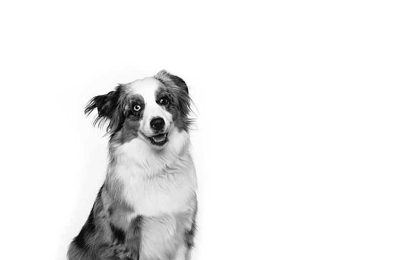 Fable is registered to the contest to win money with this photo: australian_shepherd, black_and_white, border_collie, canidae, carnivore, companion_dog, dog, dog_breed, mammal, miniature_australian_shepherd, monochrome, monochrome_photography, photography, puppy, rare_breed_dog, snout, sporting_group, vertebrate, white, working_dog