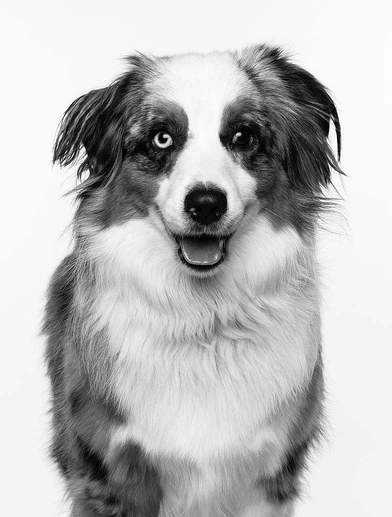 Fable joined the competition — help win amazing prizes! australian_collie, australian_shepherd, black_and_white, border_collie, canidae, carnivore, companion_dog, dog, dog_breed, eye, mammal, miniature_australian_shepherd, monochrome, monochrome_photography, nose, puppy, rare_breed_dog, snout, vertebrate, working_dog
