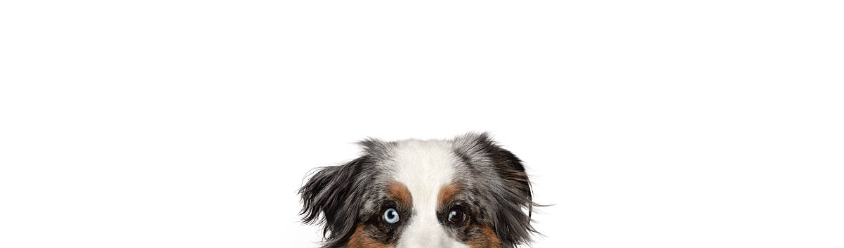 Fable joined the competition — help win amazing prizes! australian_shepherd, bernese_mountain_dog, border_collie, canidae, carnivore, companion_dog, dog, dog_breed, english_shepherd, mammal, miniature_australian_shepherd, nose, papillon, phalene, rare_breed_dog, snout, sporting_group, vertebrate, working_dog
