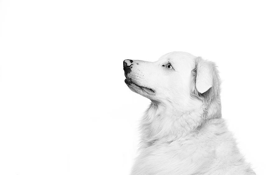 Kumo is registered to the contest to win money with this photo: akbash_dog, canidae, carnivore, dog, dog_breed, drawing, golden_retriever, great_pyrenees, kuvasz, livestock_guardian_dog, mammal, maremma_sheepdog, nose, polish_tatra_sheepdog, retriever, slovak_cuvac, snout, sporting_group, vertebrate, white
