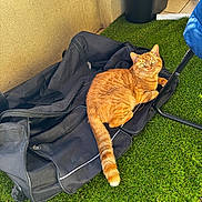 Muezza participe au concours pour gagner de l'argent avec cette photo : orange_cat, tabby_cat, cat, black_bag, artificial_grass, outdoor, bucket, chair_leg, curious, pet, animal, feline, fur, whiskers, ears, tail, sunlight, texture, zipper, corner