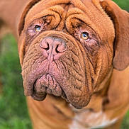 Arlo a rejoint le concours — aidez-le/la à gagner de superbes lots ! dog, close_up, wrinkles, brown_coat, outdoor, grass, pet, canine, portrait, muzzle, ears, expression, animal, looking_up, fur, snout, head, domestic_animal, nature, curious