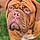 Arlo
