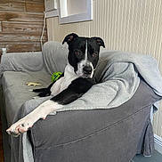 West joined the competition — help win amazing prizes! dog, black_and_white, couch, blanket, indoor, pet, relaxed, wooden_wall, panel_wall, floor, toy, paw, furniture, home, animal, comfort, resting, canine, living_room, domestic