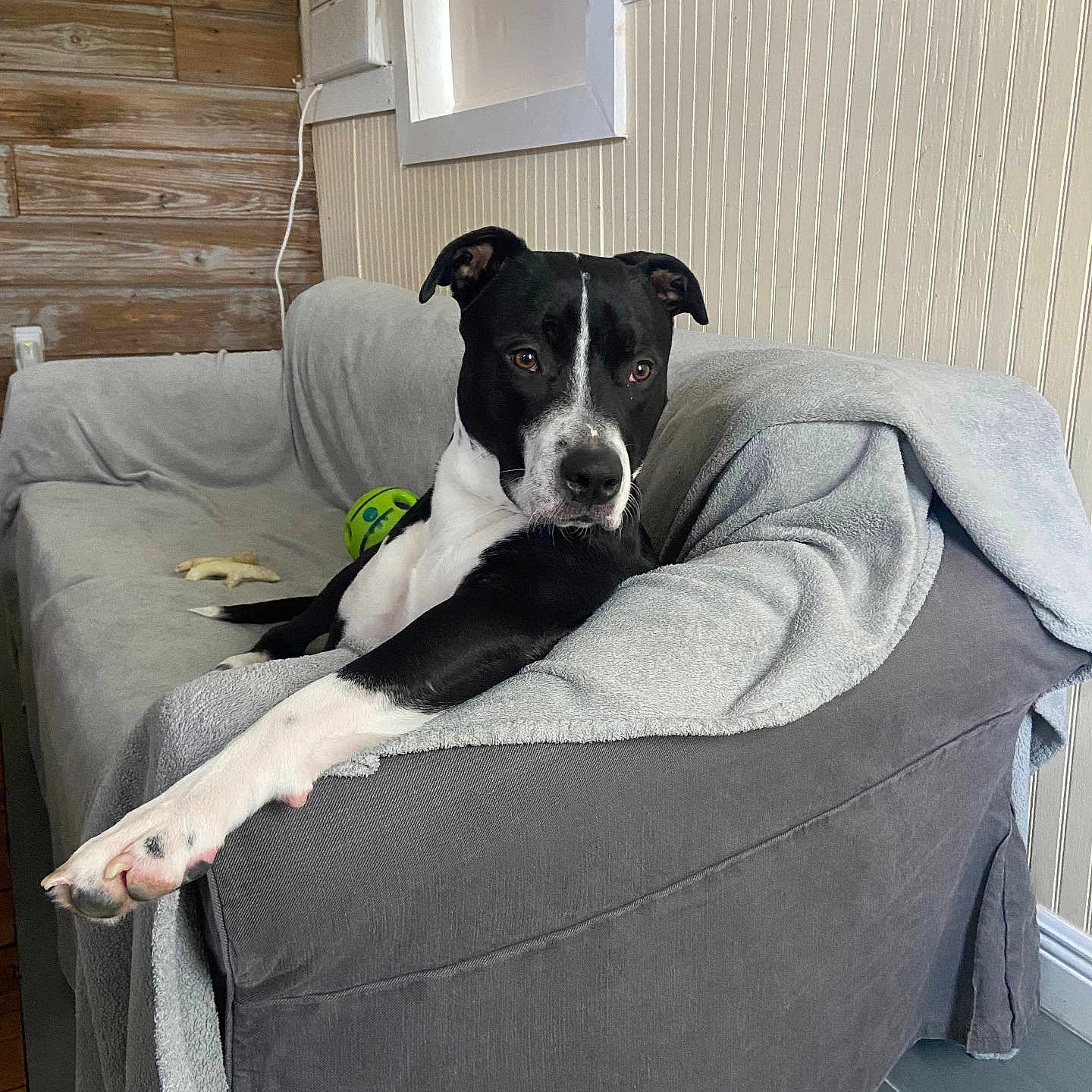 West joined the competition — help win amazing prizes! animal, black_and_white, blanket, canine, comfort, couch, dog, domestic, floor, furniture, home, indoor, living_room, panel_wall, paw, pet, relaxed, resting, toy, wooden_wall