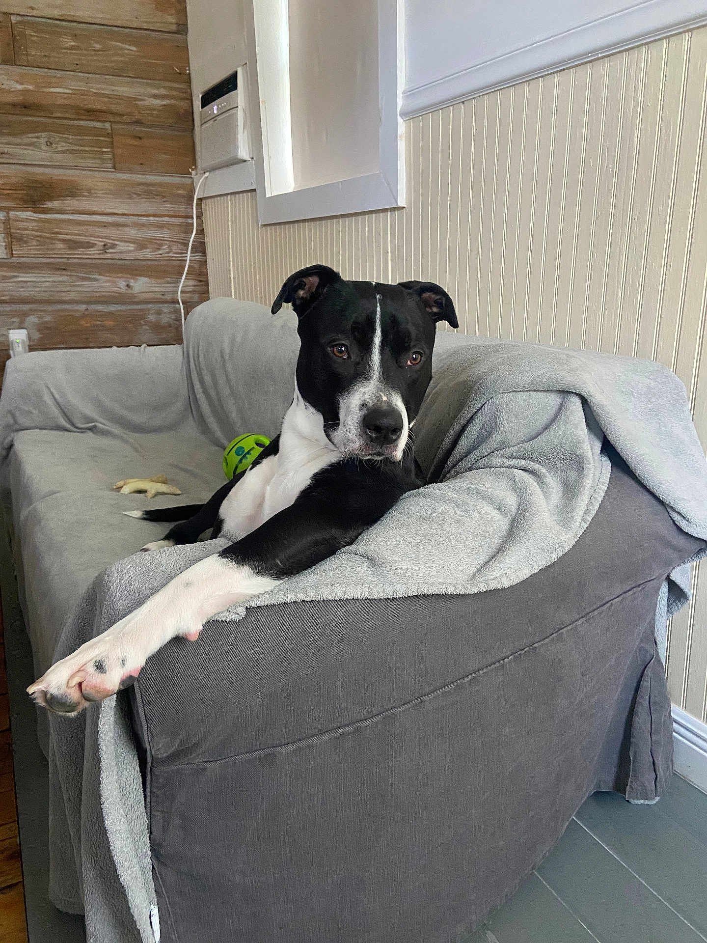 West joined the competition — help win amazing prizes! dog, black_and_white, couch, blanket, indoor, pet, relaxed, wooden_wall, panel_wall, floor, toy, paw, furniture, home, animal, comfort, resting, canine, living_room, domestic