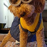 Lola is registered to the contest to win money with this photo: dog, curly_hair, glasses, yellow_bow, yellow_shirt, blue_dress, polka_dots, bed, blanket, floral_pattern, indoor, furniture, pet, cute, animal, portrait, fur, nose, legs, house