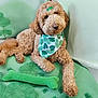 dog, doodle, curly_fur, bandana, green_bow, plush_toy, bone_toy, green_tones, embroidery, fabric, cute, pet, relaxed, indoor, portrait, animal, mammal, fluffy, resting, decor