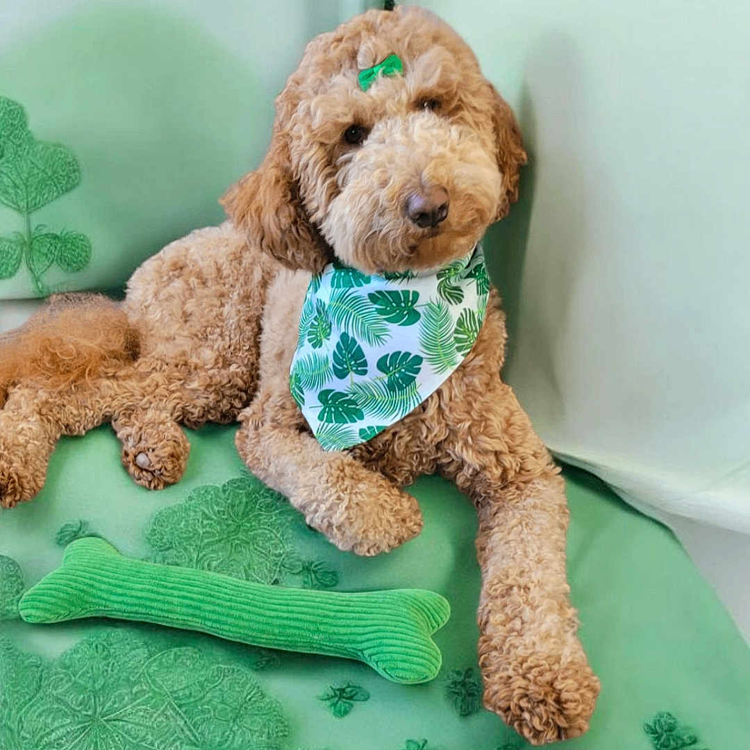Lola joined the competition — help win amazing prizes! animal, bandana, bone_toy, curly_fur, cute, decor, dog, doodle, embroidery, fabric, fluffy, green_bow, green_tones, indoor, mammal, pet, plush_toy, portrait, relaxed, resting