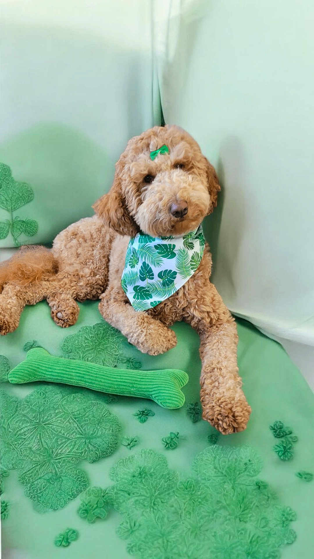 Lola joined the competition — help win amazing prizes! dog, doodle, curly_fur, bandana, green_bow, plush_toy, bone_toy, green_tones, embroidery, fabric, cute, pet, relaxed, indoor, portrait, animal, mammal, fluffy, resting, decor