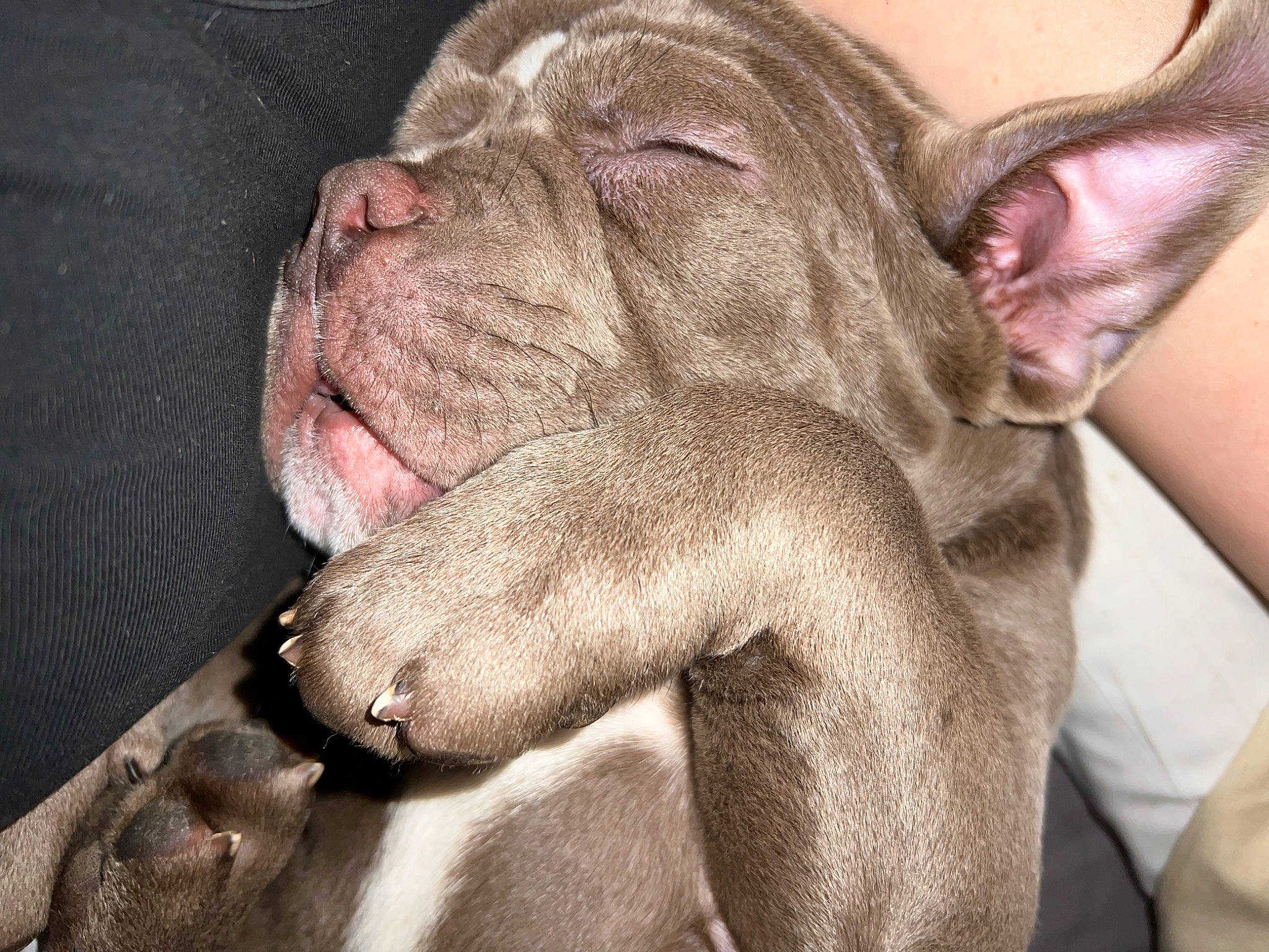 Diamond participe au concours pour gagner de l'argent avec cette photo : canidae, carnivore, comfort, companion_dog, dog, dog_breed, ear, fawn, fur, gesture, jaw, liver, non_sporting_group, snout, sporting_group, terrestrial_animal, toy_dog, whiskers, working_animal, wrinkle