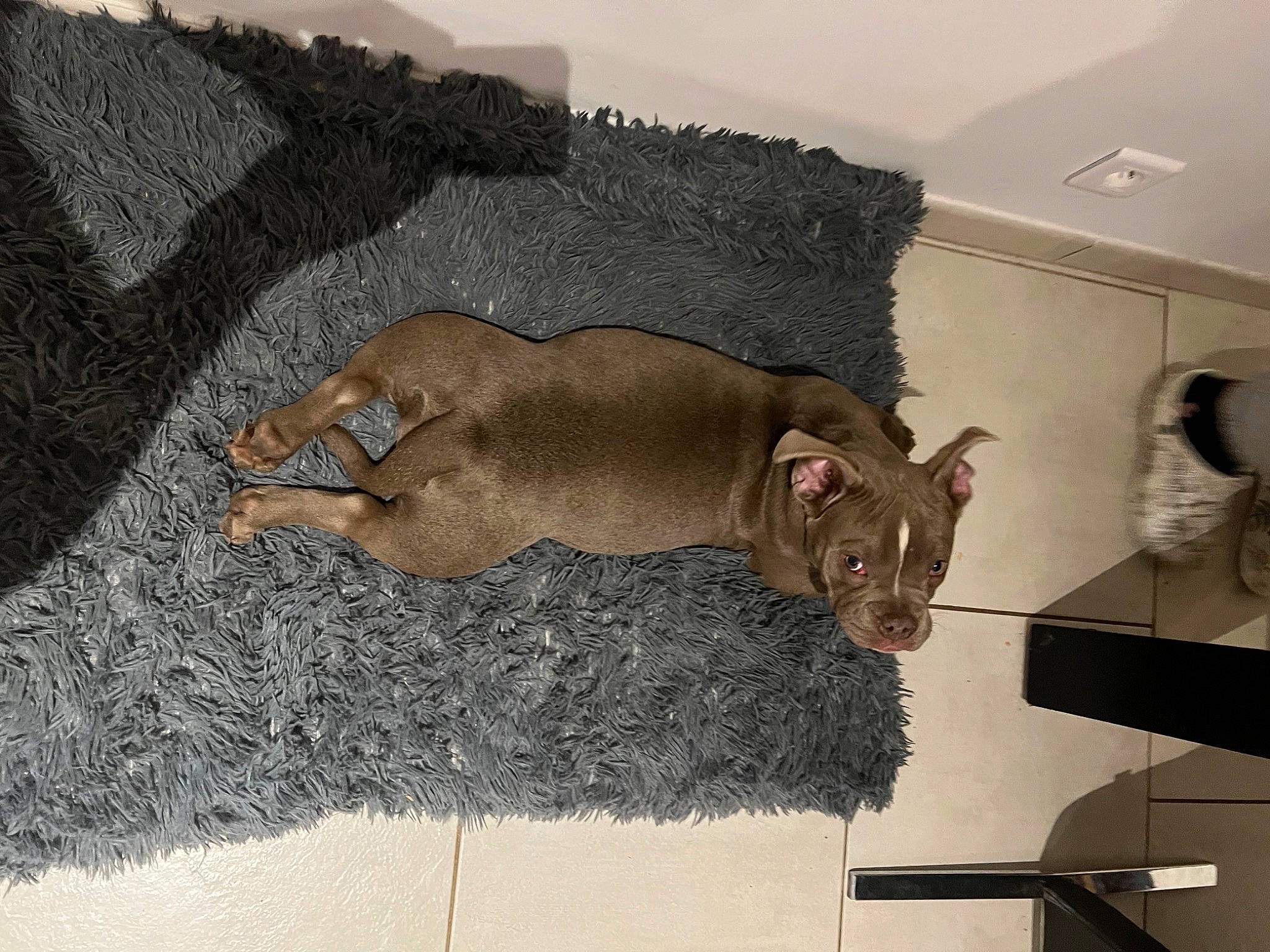 Diamond a rejoint le concours — aidez-le/la à gagner de superbes lots ! canidae, carnivore, couch, dog, dog_breed, fawn, felidae, flooring, fur, hardwood, liver, room, small_to_medium_sized_cats, snout, sporting_group, studio_couch, tail, terrestrial_animal, wood, working_animal