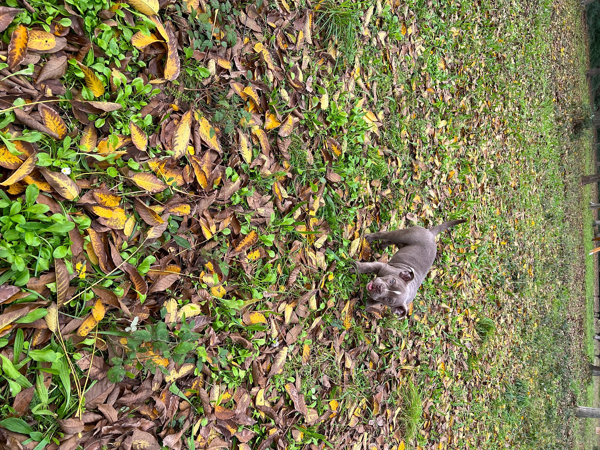 Diamond participe au concours pour gagner de l'argent avec cette photo : autumn, deciduous, flowering_plant, fox_squirrel, grass, grey_squirrel, groundcover, people_in_nature, plant, rodent, shrub, squirrel, tail, terrestrial_animal, terrestrial_plant, wildlife