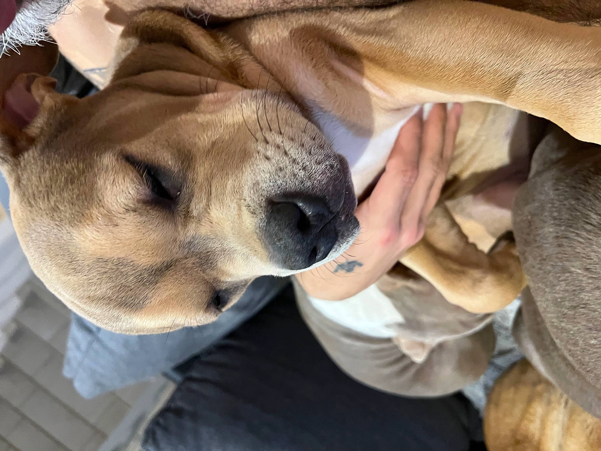 Cara a rejoint le concours — aidez-le/la à gagner de superbes lots ! canidae, carnivore, collar, comfort, companion_dog, dog, dog_breed, ear, fawn, fur, non_sporting_group, paw, snout, sporting_group, terrestrial_animal, whiskers, wildlife, wrinkle