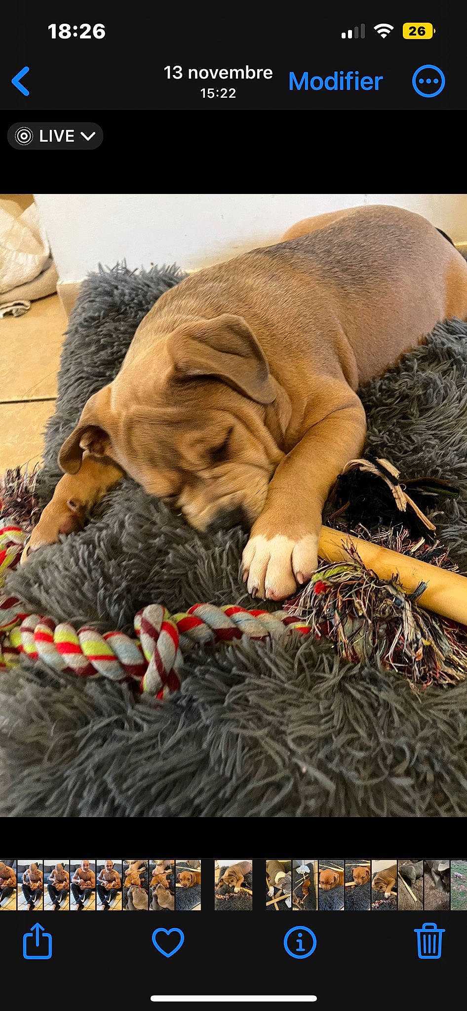 Cara a rejoint le concours — aidez-le/la à gagner de superbes lots ! canidae, carnivore, comfort, companion_dog, dog, dog_breed, fawn, felidae, fur, grass, liver, nail, paw, small_to_medium_sized_cats, snout, sporting_group, terrestrial_animal, whiskers, working_animal, wrinkle