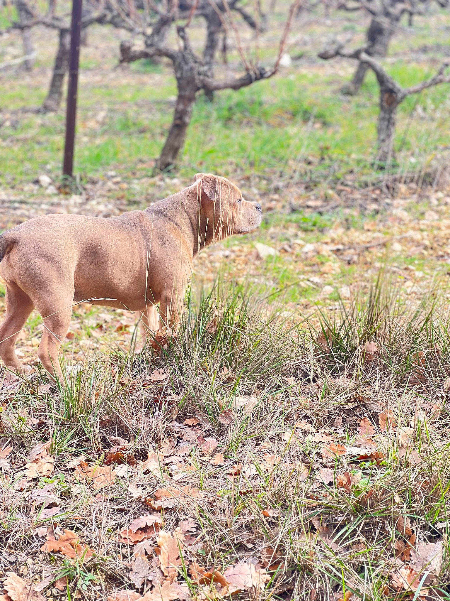Cara a rejoint le concours — aidez-le/la à gagner de superbes lots ! big_cats, canidae, carnivore, dog_breed, fawn, felidae, grass, grassland, groundcover, lion, liver, plant, plant_community, prairie, snout, soil, sporting_group, terrestrial_animal, tree, working_animal