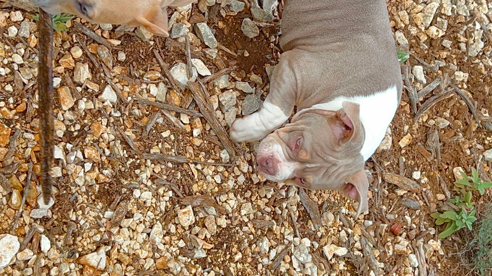 Hannibal participe au concours pour gagner de l'argent avec cette photo : canidae, carnivore, comfort, companion_dog, dog, dog_breed, fawn, foot, fur, grass, human_leg, paw, people_in_nature, sand, soil, sporting_group, terrestrial_animal, wildlife, wood