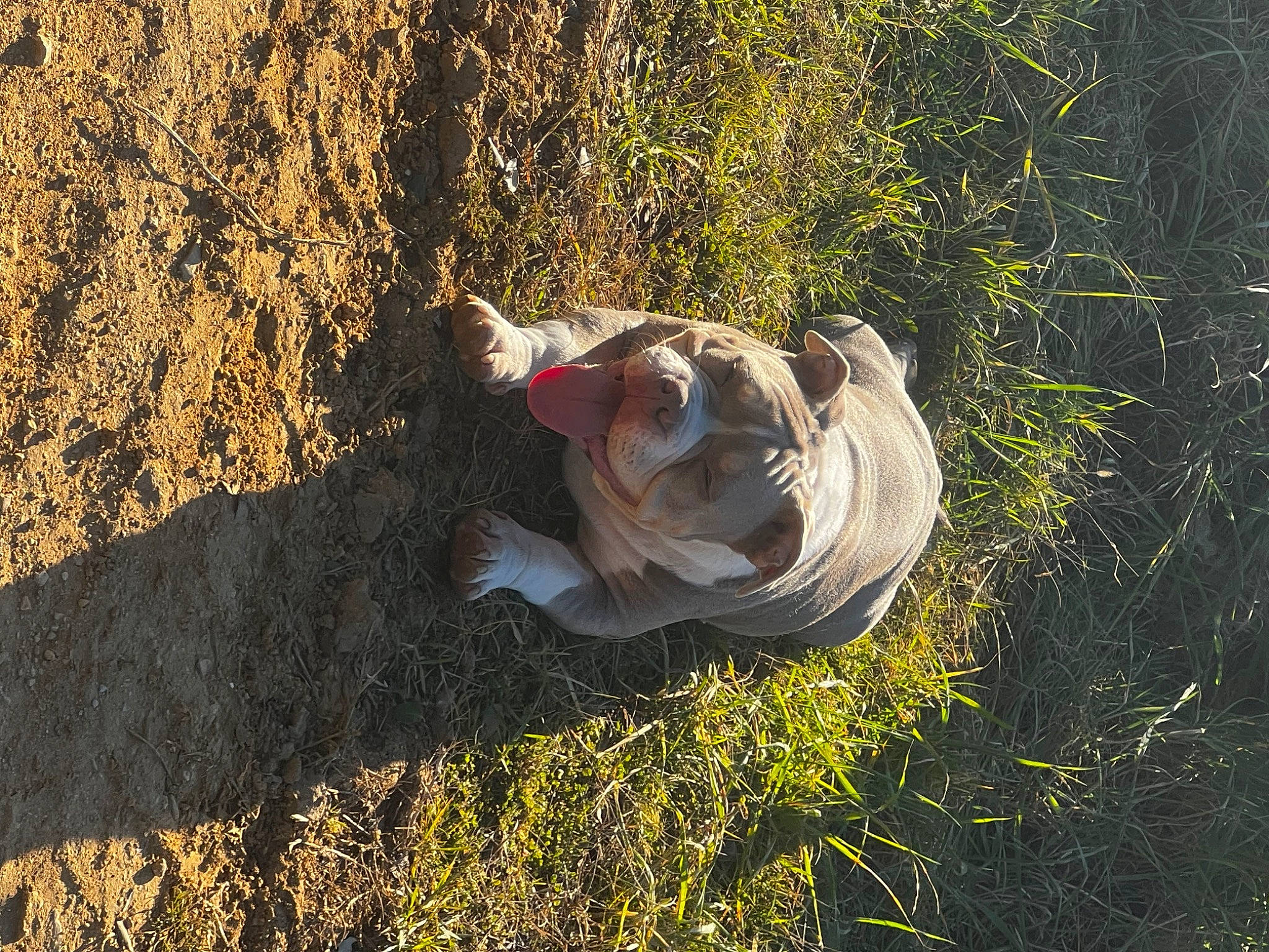 Hannibal participe au concours pour gagner de l'argent avec cette photo : branch, fawn, flash_photography, forest, grass, grassland, happy, landscape, leg, leisure, people_in_nature, plant, rock, shadow, shrub, sitting, soil, tints_and_shades, trunk, wood