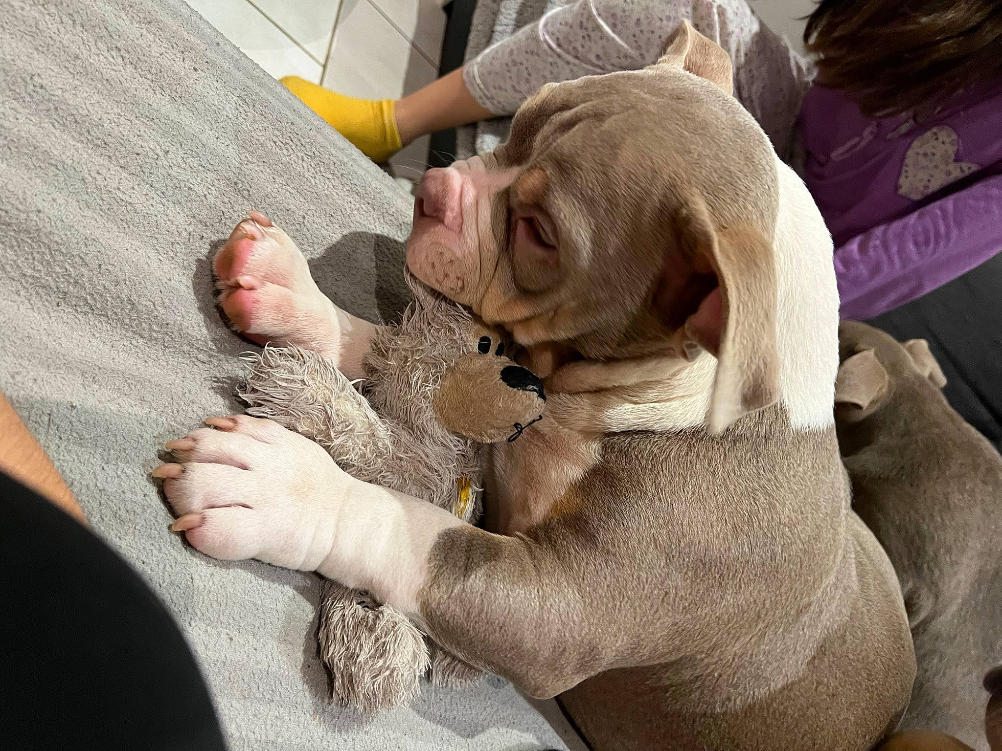 Hannibal participe au concours pour gagner de l'argent avec cette photo : canidae, comfort, companion_dog, dog_breed, fawn, finger, flesh, fur, gesture, nail, snout, sporting_group, working_animal, wrinkle
