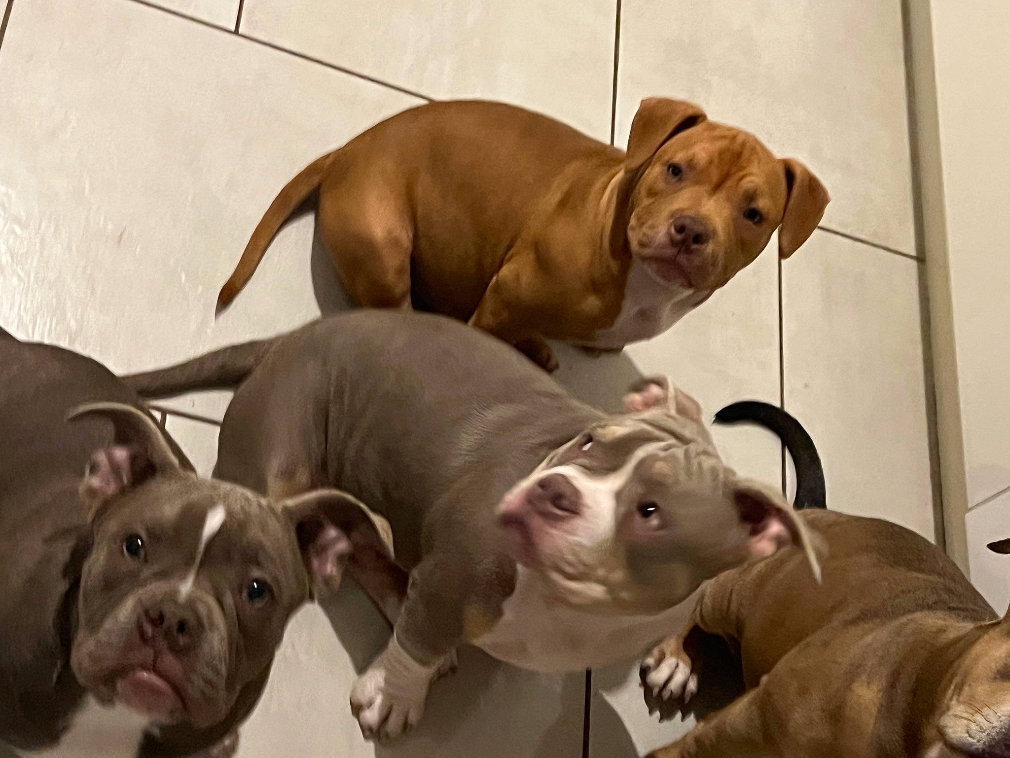 Hannibal a rejoint le concours — aidez-le/la à gagner de superbes lots ! canidae, carnivore, comfort, companion_dog, dog, dog_breed, fawn, liver, non_sporting_group, snout, sporting_group, terrestrial_animal, vertebrate, whiskers, working_animal