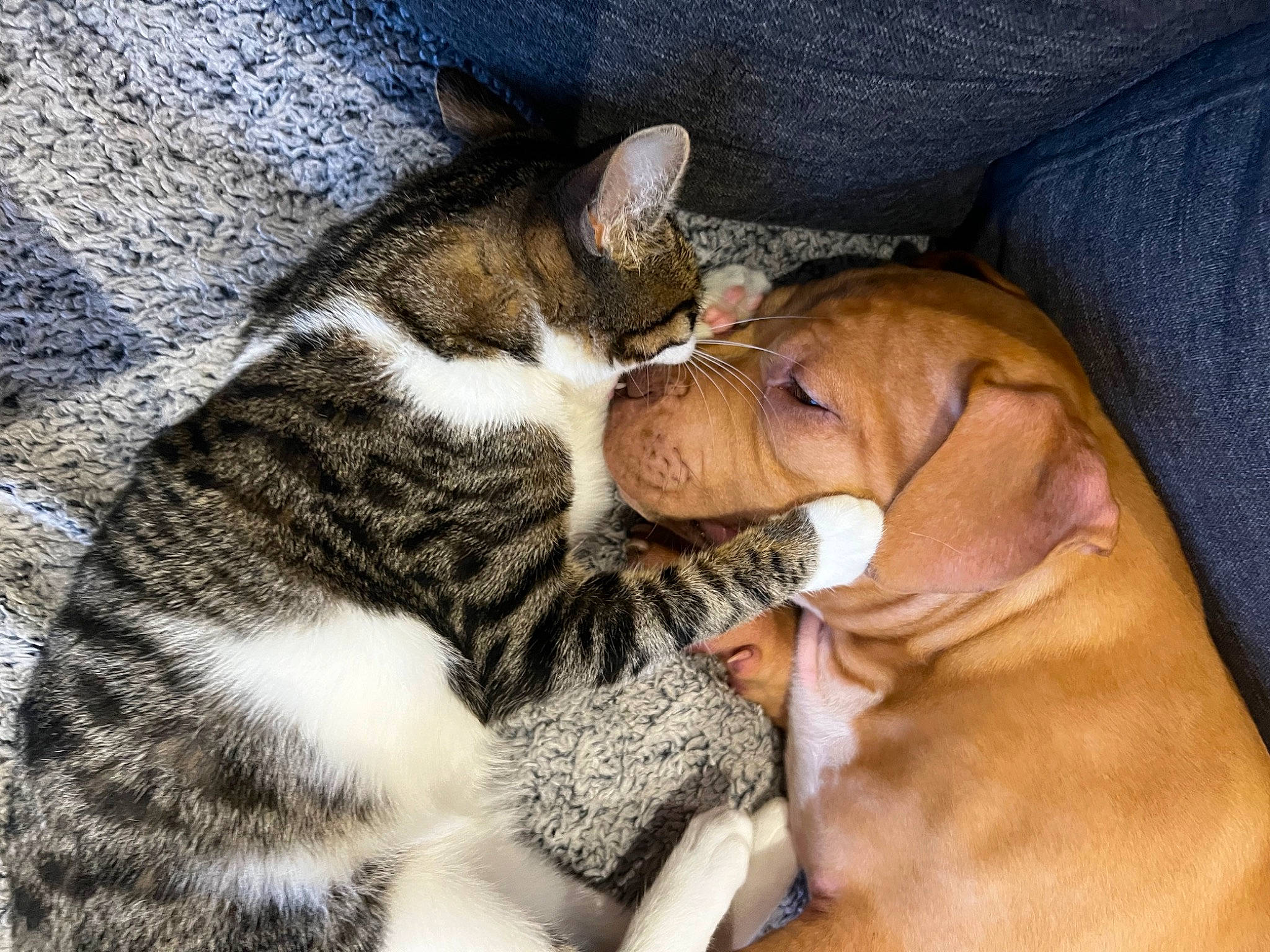 Butch participe au concours pour gagner de l'argent avec cette photo : carnivore, cat, claw, comfort, companion_dog, dog_breed, domestic_short_haired_cat, fawn, felidae, fur, guard_dog, nap, paw, sleep, small_to_medium_sized_cats, snout, tail, terrestrial_animal, toy, whiskers