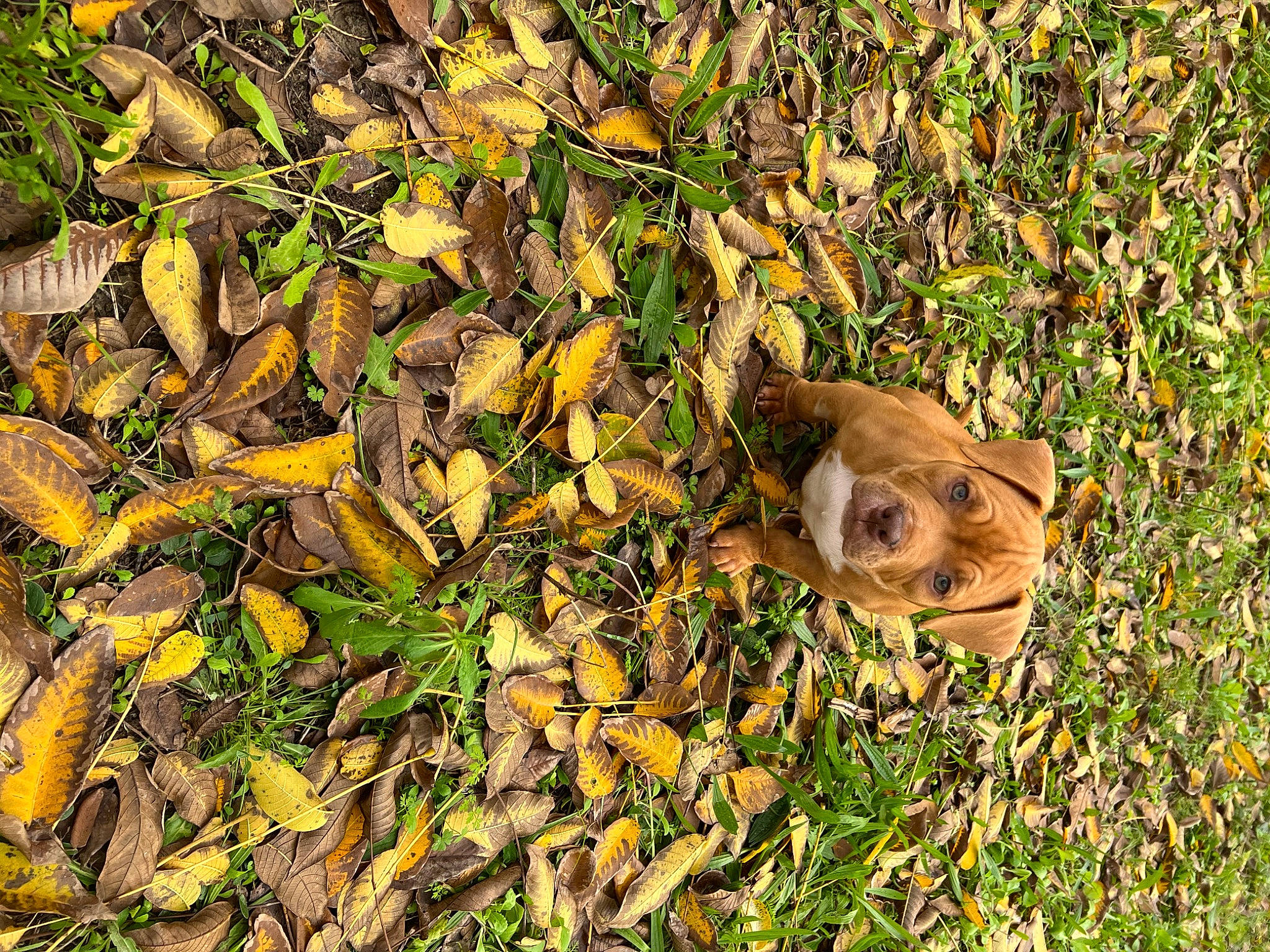 Butch participe au concours pour gagner de l'argent avec cette photo : chipmunk, deciduous, fawn, fox_squirrel, fur, grass, grey_squirrel, ground_squirrels, groundcover, leaf, plant, rodent, soil, squirrel, tail, terrestrial_animal, trunk, whiskers, wildlife, wood