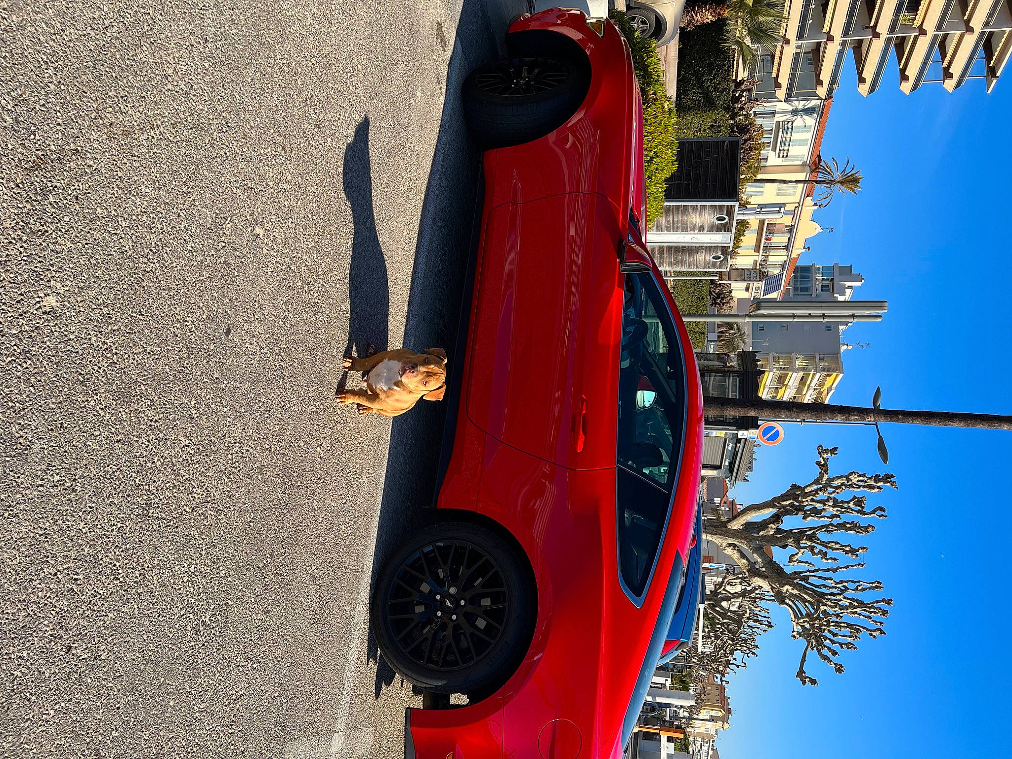 Butch participe au concours pour gagner de l'argent avec cette photo : automotive_design, automotive_exterior, automotive_lighting, automotive_tire, bumper, car, fender, hood, land_vehicle, motor_vehicle, red, rim, sky, synthetic_rubber, tints_and_shades, tire, vehicle, vehicle_door, wheel, window