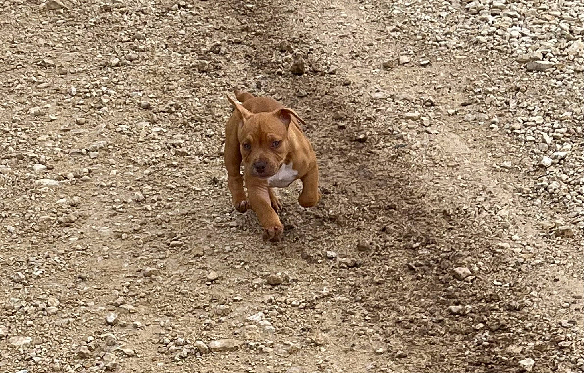 Butch participe au concours pour gagner de l'argent avec cette photo : canidae, carnivore, companion_dog, dog, dog_breed, fawn, grass, hunting_dog, non_sporting_group, sand, soil, sporting_group, street_dog, terrestrial_animal, wildlife, working_animal