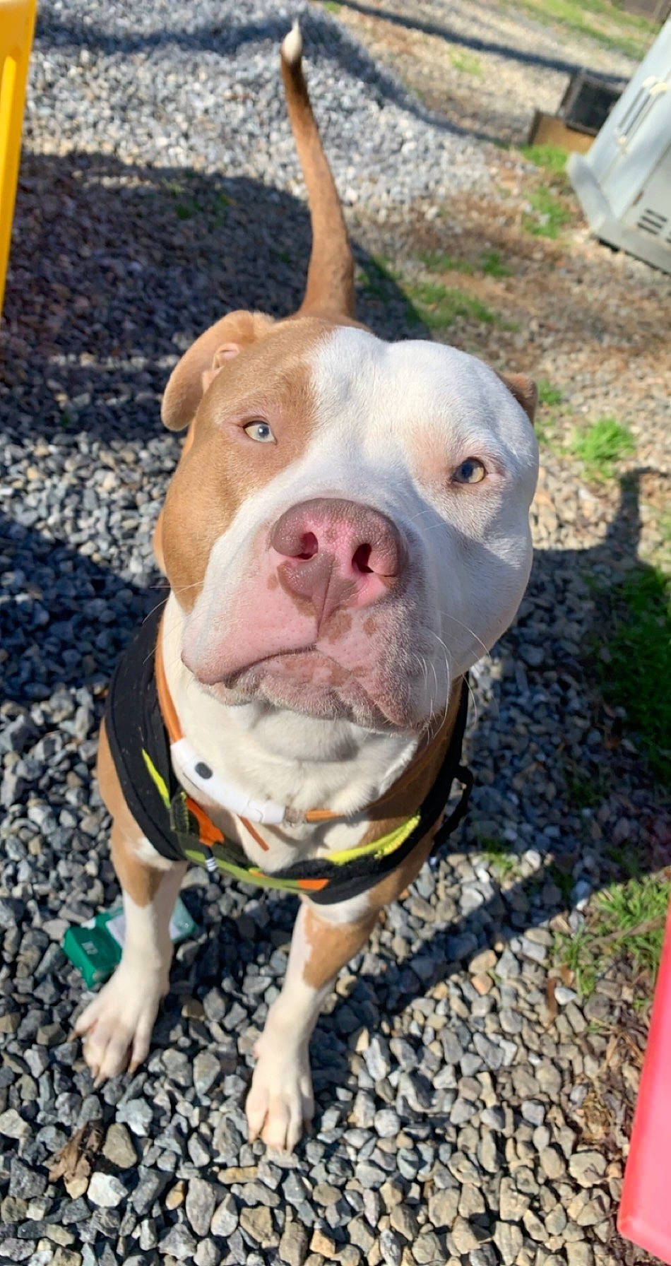 Kyng joined the competition — help win amazing prizes! canidae, carnivore, collar, companion_dog, dog, dog_breed, dog_collar, dogo_guatemalteco, fawn, jaw, non_sporting_group, pet_supply, snout, sporting_group, vertebrate, whiskers, working_animal, working_dog