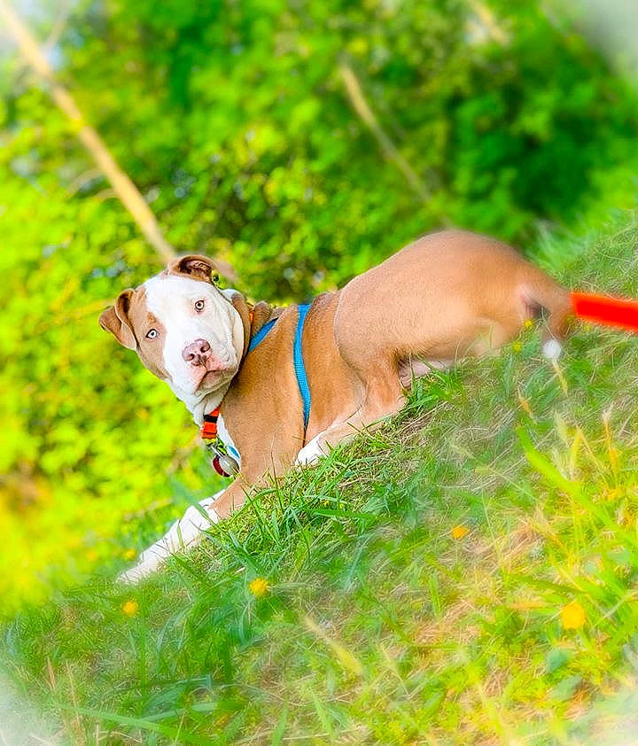 Kyng joined the competition — help win amazing prizes! canidae, carnivore, collar, companion_dog, coquelicot, dog, dog_breed, dog_collar, dog_supply, fawn, leash, liver, mammal, old_english_bulldog, pet_supply, snout, sporting_group, terrestrial_animal, working_animal, working_dog