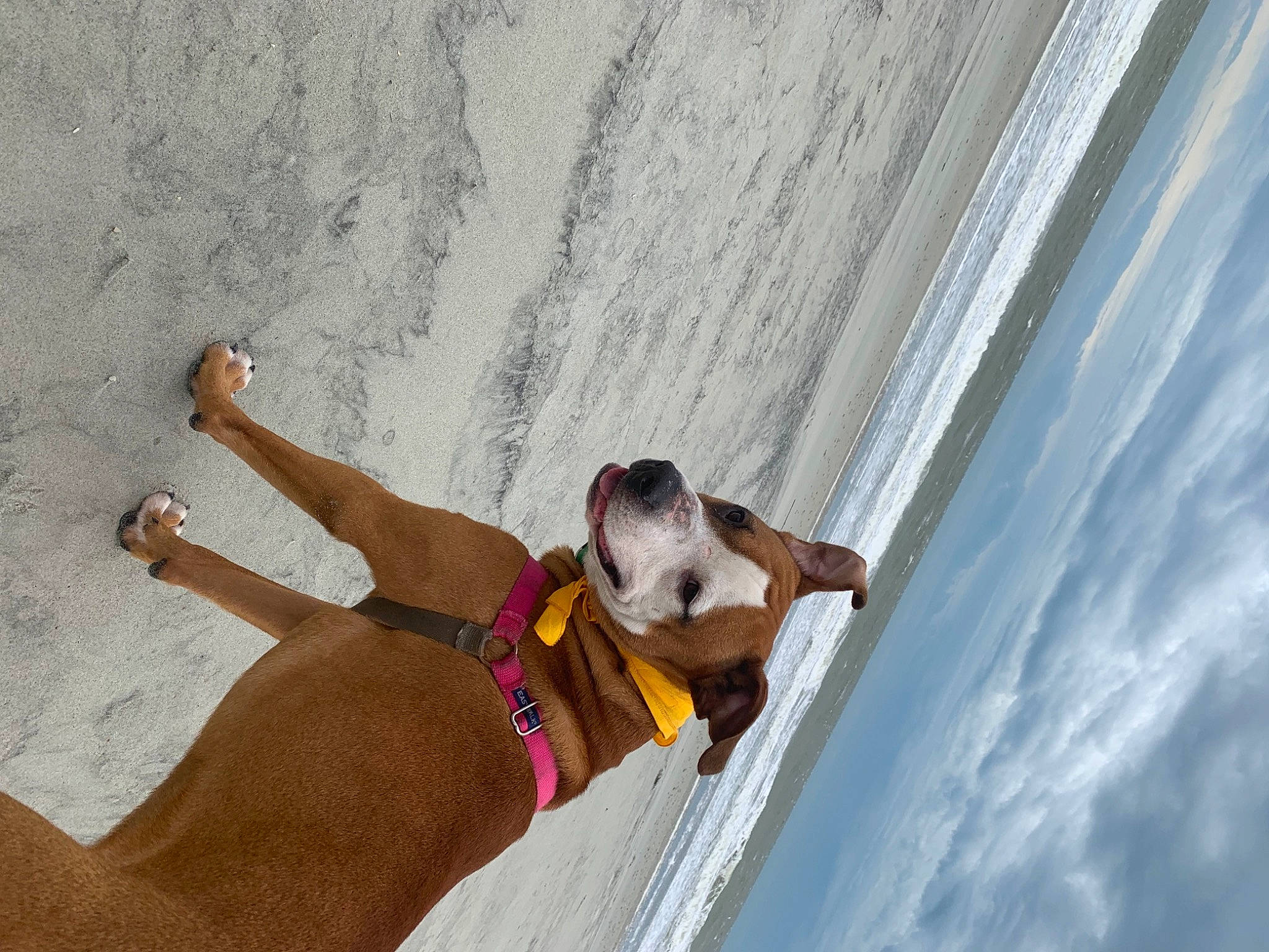 Hydro is registered to the contest to win money with this photo: beach, canidae, carnivore, coast, collar, companion_dog, dog, dog_breed, dog_collar, fawn, foot, sand, shore, sporting_group, tail, toe, wind_wave, working_animal, working_dog